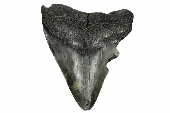 3.56" Fossil Megalodon Tooth - South Carolina